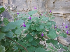 Salvia pinguifolia