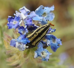 Acmaeodera latiflava lineipicta