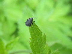 Zacladus