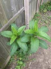 Phytolacca americana