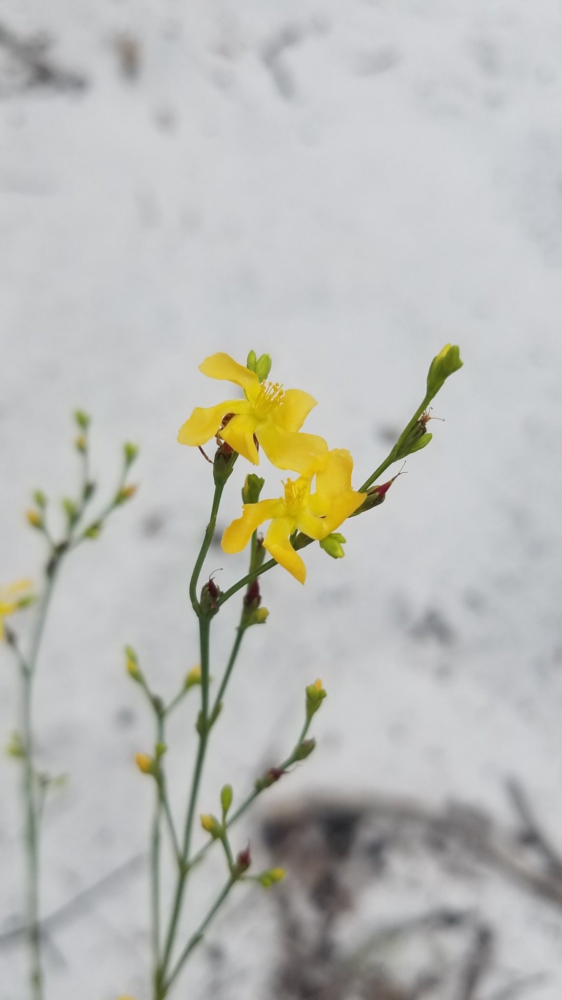 Hypericum cumulicola