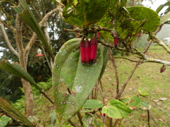 Macleania recumbens