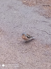 Fringilla coelebs