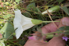 Calystegia subacaulis