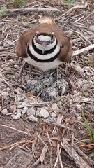 Charadrius vociferus