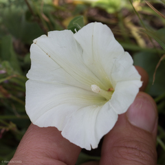 Calystegia subacaulis