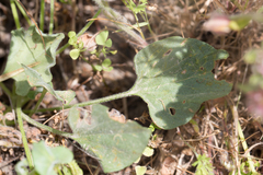Calystegia subacaulis