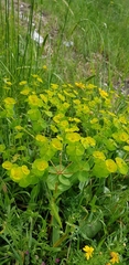 Euphorbia valerianifolia