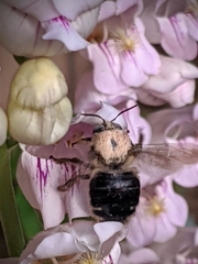 Xylocopa tabaniformis androleuca