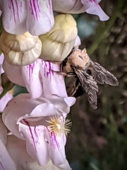 Xylocopa tabaniformis androleuca