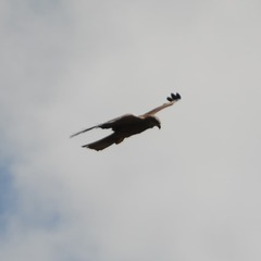 Milvus migrans