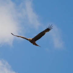 Milvus migrans