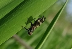 Chaetopsis massyla