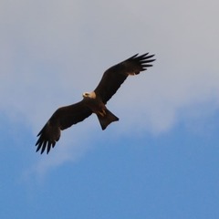 Milvus migrans