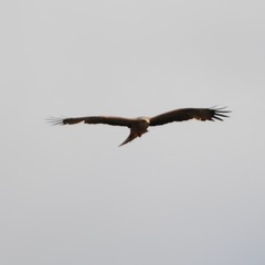 Milvus migrans