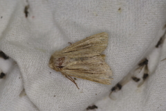 Leucania comma