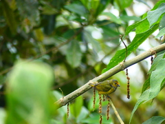 Euphonia xanthogaster