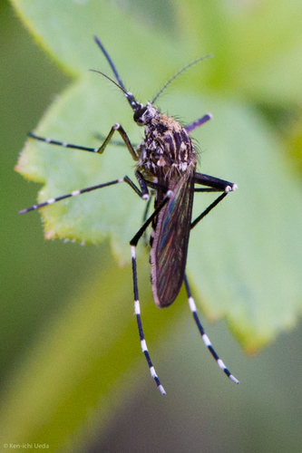 Western Treehole Mosquito photo 4