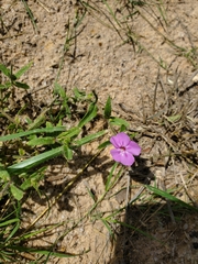 Phlox drummondii