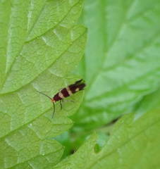 Micropterix aureatella