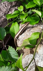 Marisora brachypoda