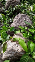 Marisora brachypoda