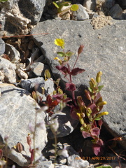 Erythranthe calcicola