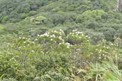 Mimosa congestifolia