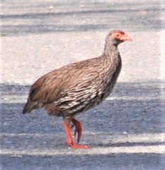 Pternistis afer castaneiventer