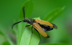 Anostirus castaneus