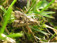 Diasemia accalis