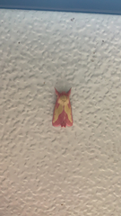 Hyparpax aurora