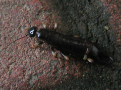 Anisolabidinae