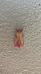 Hyparpax aurora
