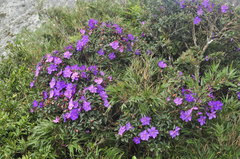 Pleroma hatschbachii