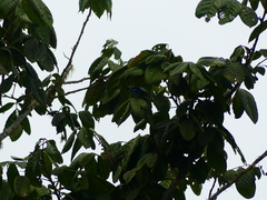 Tangara labradorides