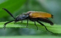 Anostirus castaneus