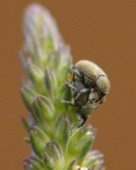 Rhinusa neta