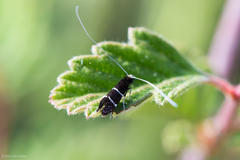 Adela septentrionella