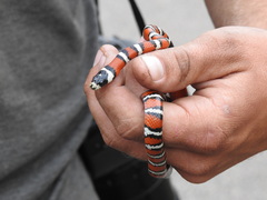 Lampropeltis pyromelana