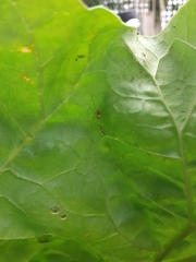 Enoplognatha ovata