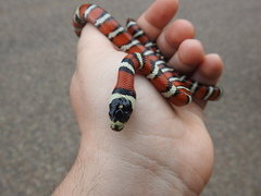 Lampropeltis pyromelana