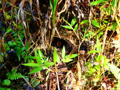 Myioborus miniatus