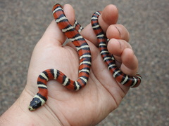 Lampropeltis pyromelana