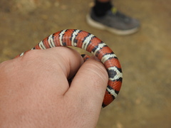 Lampropeltis pyromelana