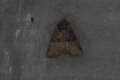 Mesoligia literosa