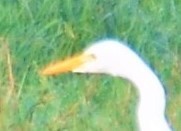 Ardea intermedia brachyrhyncha