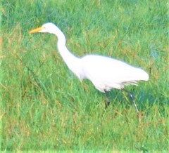 Ardea intermedia brachyrhyncha