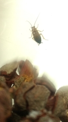 Latiblattella tarasca