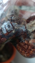 Latiblattella tarasca